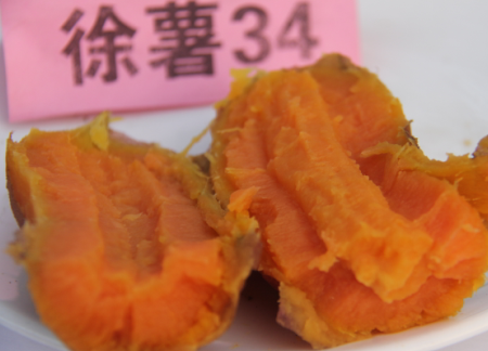 脫毒紅薯徐薯34蒸熟切面