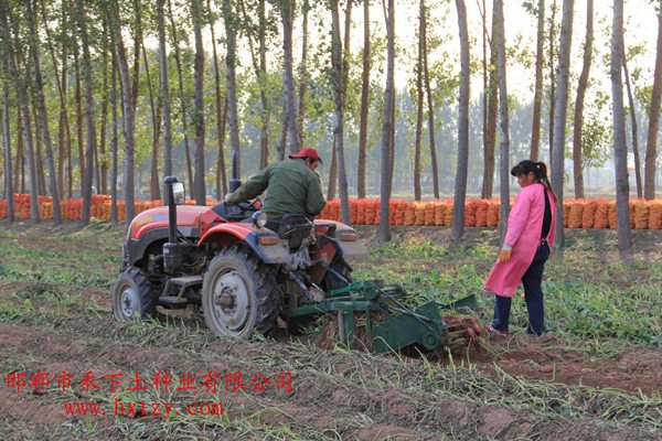 脫毒甘薯小機(jī)械收獲
