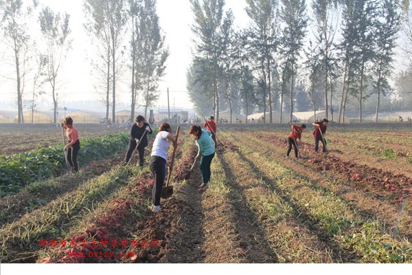 脫毒甘薯種薯人工收獲