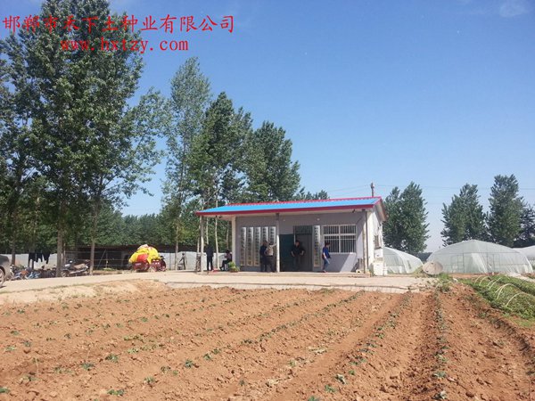 禾下土脫毒紅薯苗基地