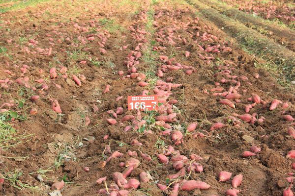 脫毒水果紅薯166-7收獲現(xiàn)場(chǎng)