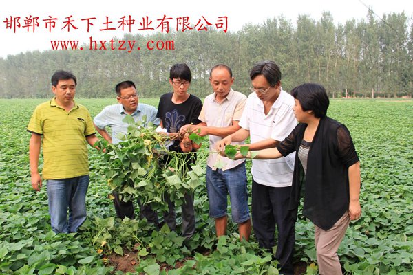 楊凌金薯種業(yè)科技有限公司朱渭兵老師到禾下土脫毒原種基地指導工作