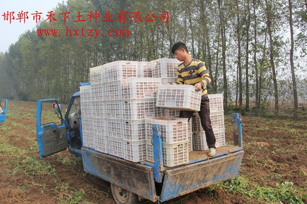 禾下土脫毒紅薯原種裝框運輸入庫