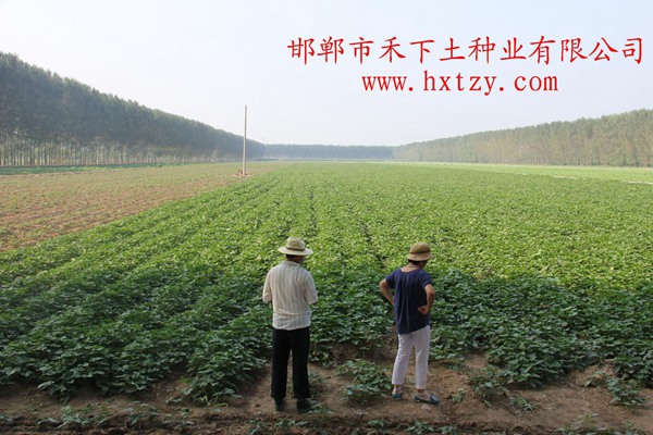 禾下土脫毒紅薯原種田