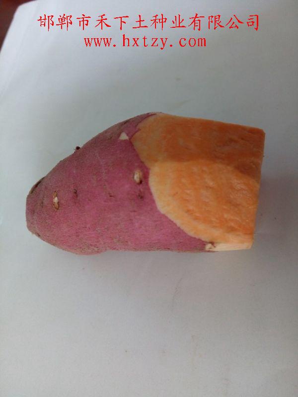 禾下土脫毒秦薯8號原種切面表現(xiàn)