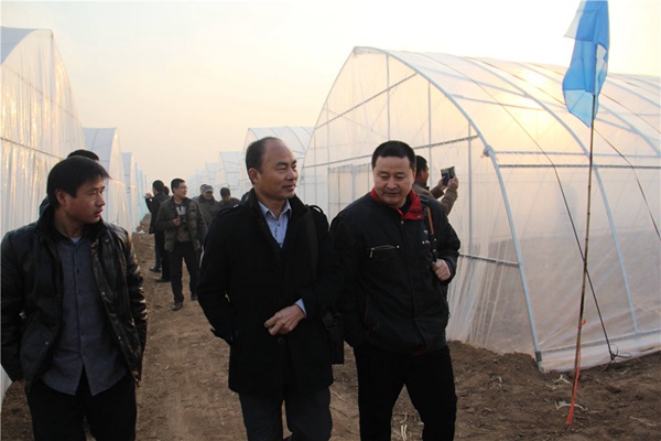李洪民等專家參觀禾下土脫毒種苗基地