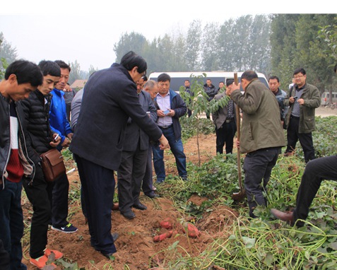 現(xiàn)場(chǎng)采收脫毒紅薯