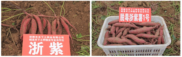 浙紫薯1號