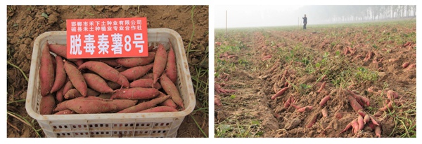 秦薯8號(hào)