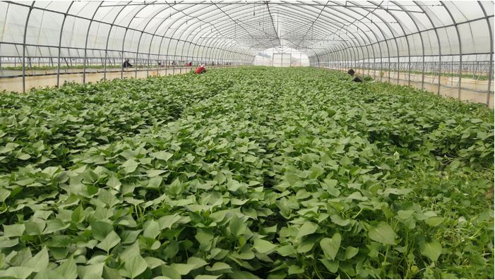 1648174508367262.jpg 2020.3.25.125.JPG